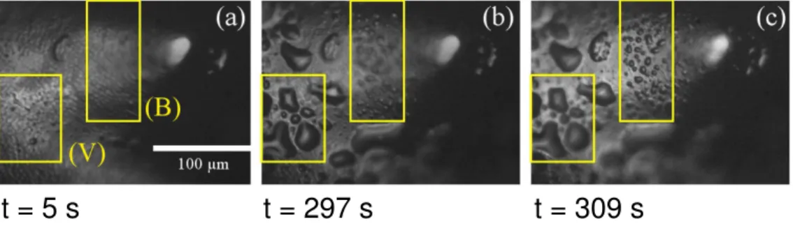 Fig. 5. Measurement of drop surface coverage (see text) in a valley (V) and a bump (B) of the elytra