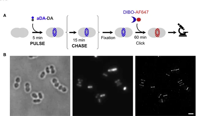 Figure 1. Labeling of pneumococcal PG with a D-Ala-D-Ala derivative for dSTORM imaging