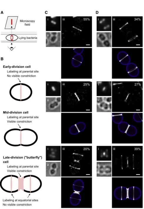 Figure 2. PG synthesis observed in the lon- lon-gitudinal axis of the cell