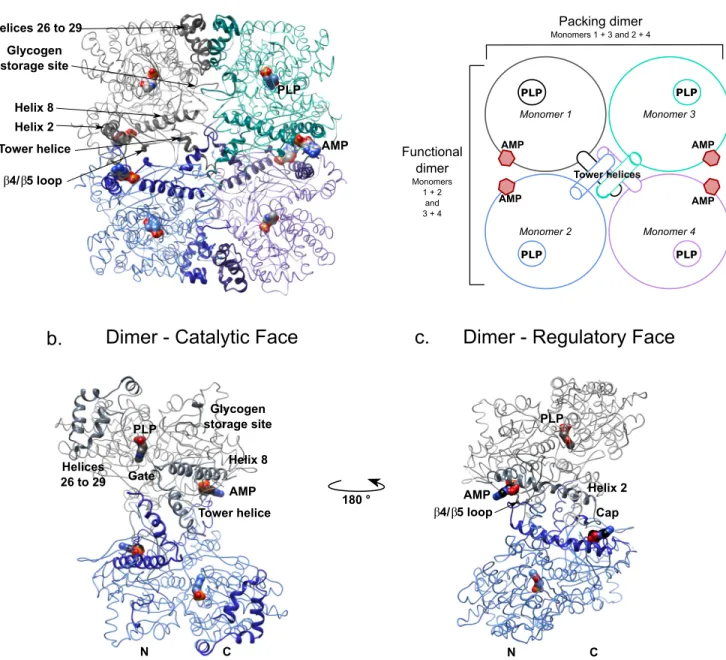 FIGURE 2. Overview of the structure of AMP-bound brain glycogen phosphorylase. Shown are schematic and ribbon representations of the C ␣ trace of the tetramer and functional dimer of bGP
