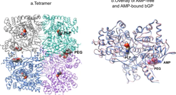 FIGURE 3. The overall structure of AMP-free bGP. a, AMP-free bGP forms a tetramer, obeying a 222 symmetry, similarly to AMP-bound bGP