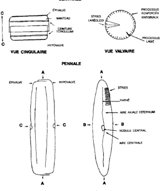 Figure 7.  Morphologie du frustule des diatomées, d’après une cellule type d’une  Centrale et d’une Pennale