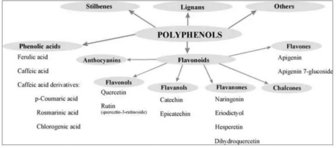 Tableau 06 : Exemples de dérivés de l’acide benzoïque identifiés chez des plantes halophytes  (Ksouriet al., 2012)