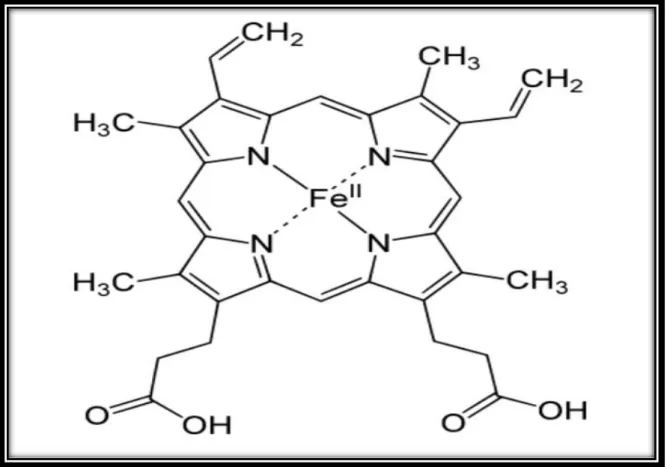Figure 2 : Structure moléculaire de l’hème (Menguel, 2012). 