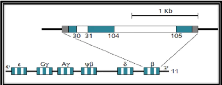 Figure 6 : Organisation des gènes des chaines β-globine  (Djeddi et Benameur 2017). 