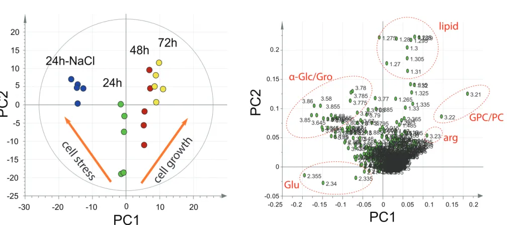 Figure S1. PCA score and its corresponding loading plot of all  1 H HR-MACS data acquired for the two studies, cell stress and cell growth