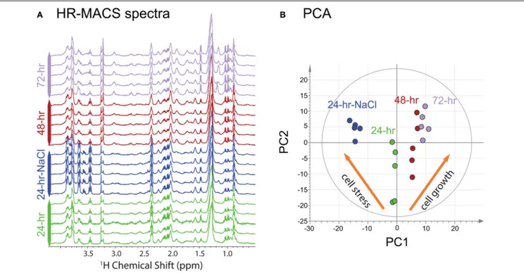 FIGURE 2 | (A) 1 H HR-MACS NMR spectra of the four different cell groups. (B) PCA score plot of all NMR datasets showing the quality of the sub-spectra [R 2 X(cum) = 0.793; Q 2 (cum) = 0.737)