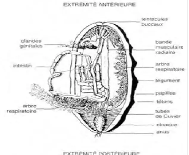 Figure 1 : Caractéristique anatomique des holothuries (référence ?) 