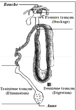 Figure 2 : Tube digestif d’une holothurie, avec les différentes parties caractérisées par leurs  fonctions physiologiques (In Mezali, 1998).