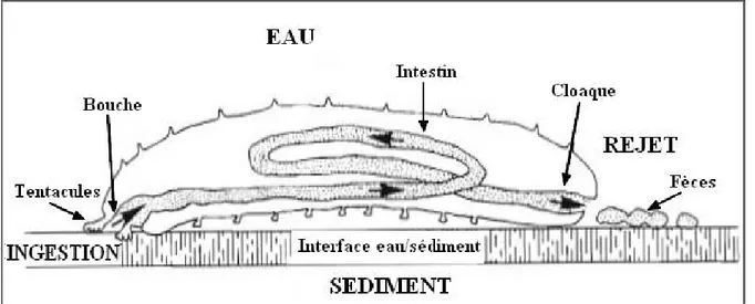 Figure 3 : Schéma montrant le transit digestif d'une holothurie aspidochirotes (d’après Conand, 1994,  modifiée).