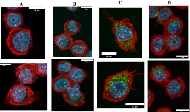 Figure  3.  Green  silica  internalization  and  cytoskeleton  changes  of  RAW264.7  cells  after  acute  exposure