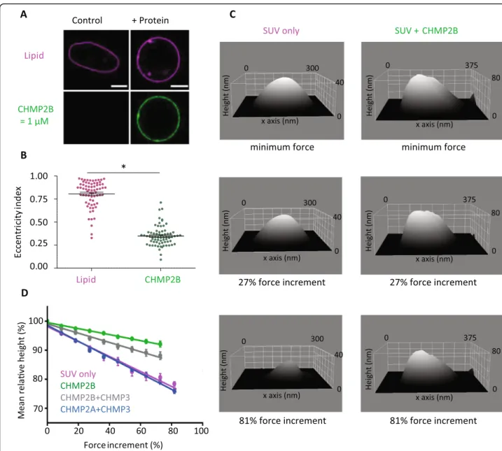 Fig. 4 Mechanical properties of membrane with CHMP protein studied with osmotic shock and HS-AFM indentation