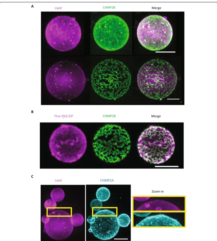 Fig. 2 Supramolecular assemblies of CHMP2A+CHMP3 versus CHMP2B on GUVs. a Spinning disk images of supramolecular assemblies of CHMP2B- Δ C (called CHMP2B) in BP buffer on 10% PI(4,5)P2-GUVs