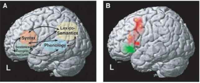 Figure 1.6 The placement of language in the brain. (Saiki, 2005, p. 817). 