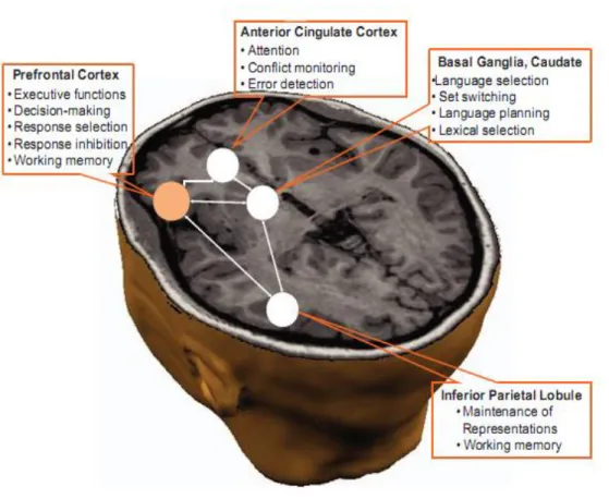 Figure 1.7  Principle brain structure involved in control of interference   (Bialystok et al, 2009)