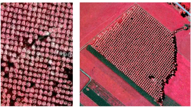 Figure 8: Left : 220 × 140 image of poplars. Right : 510 × 540 image of poplars. For both images ©INRIA