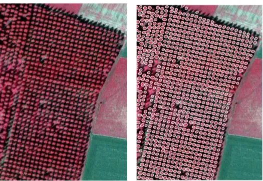 Figure 9: Left : 349 × 487 image of poplars ©IFN. Right : extraction result without the prior term, 3 millions of iterations