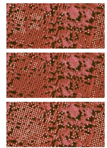Figure 10: Top : extraction result with the 2D model and (ρ = 2, d 0 = 30) performed on a 300 × 650 pixels data (227 objects)