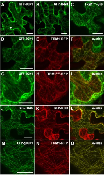 Figure 7. TRM1 Targets TON1 to Microtubules through the TRM1 M2 Motif.