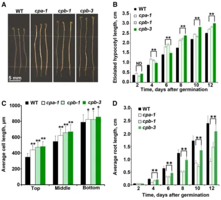 Figure 2 online). The similar transcription levels for CP genes and hypocotyl growth phenotypes in single and double mutants  sug-gest that knocking down a single subunit is suf ﬁ cient to reduce functional CP protein levels in Arabidopsis