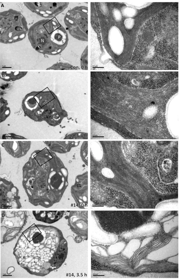 Figure 3. Thylakoids in VIPP1-amiRNA Strains Exposed to High Light Intensities Are Extremely Swollen.