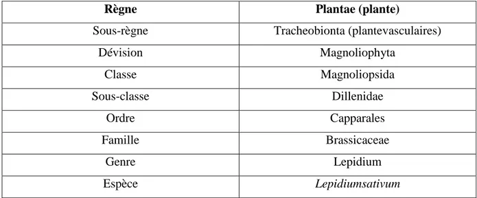 Tableau 01: La classification scientifique de Lepidium sativum (Friedel, 1904). 