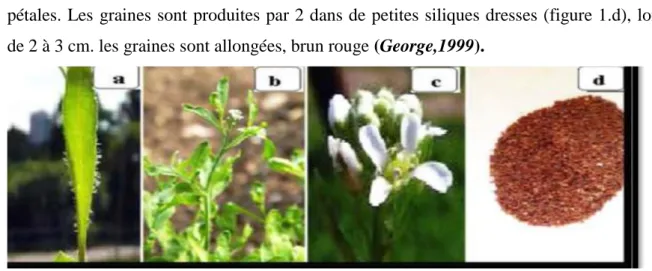 Figure 01: Aspect morphologique de Lepidiumsativum  a : feuilles;b:tiges; c:fleurs; d:grains (George,1999)