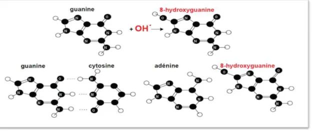 Figure 7 :Effet de l’attaque du radical hydroxyle (OH.) sur la guanine, base constitutive de  l’ADN