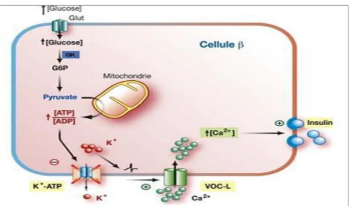 Figure 05 : stimulation de la libération de l’insuline par le glucose (Dolz.,2008) 