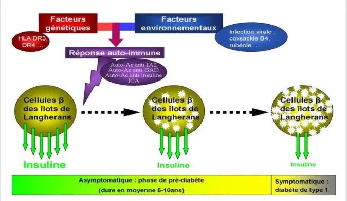 Figure 06 : physiopathologie du diabète de type 1 (memobio 2012) 