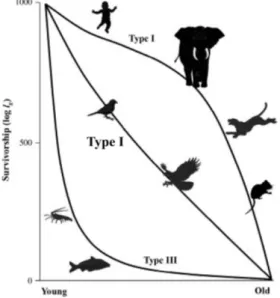 Figure 2 – Survivorship curves from stable populations (log l x ) according to the zoological group