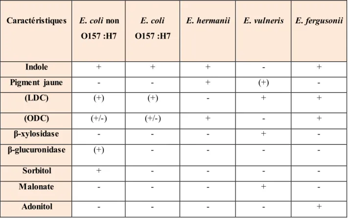 Tableau  05 :  Principaux  caractères  permettant  la  différenciation  des  espèces  du  genre    Escherichia (E