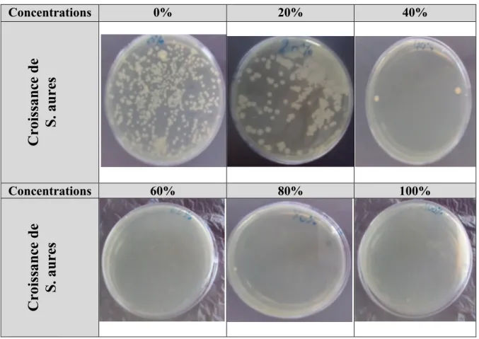 Figure 8 :  Effets de l’extrait hydroethanolique de Rosmarinus officinales sur la croissance de  germe étudié Staphylococcus aureus
