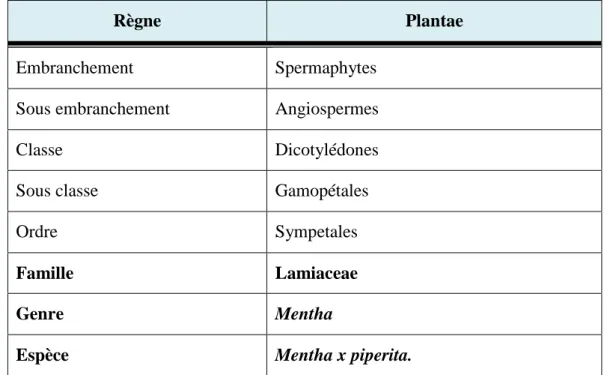 Tableau  3.  Classification botanique de Mentha piperita.