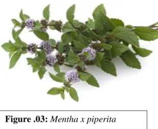 Figure .03: Mentha x piperita   