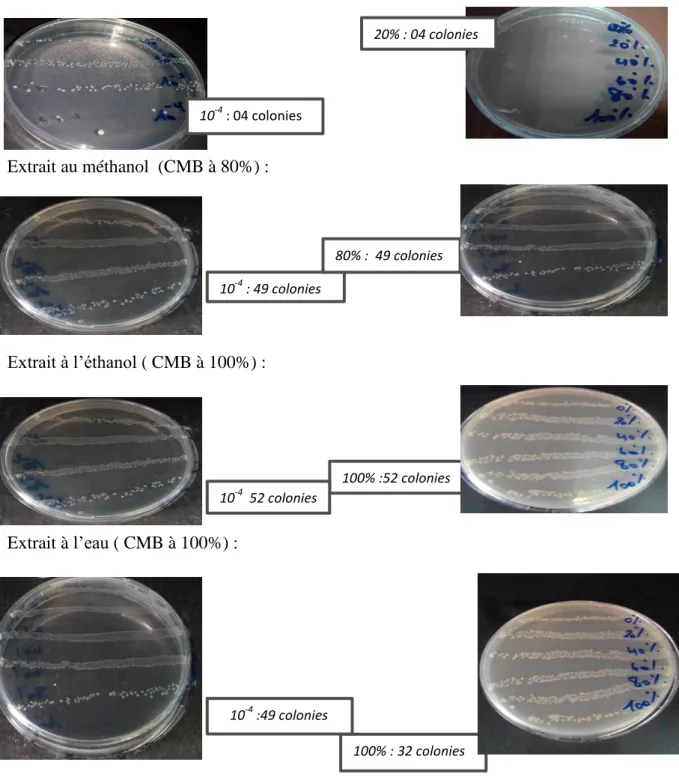 Figure 16. Concentration Minimale Bactéricides des extraits de Menthe poivrée prélevée à  Mostaganem chez E