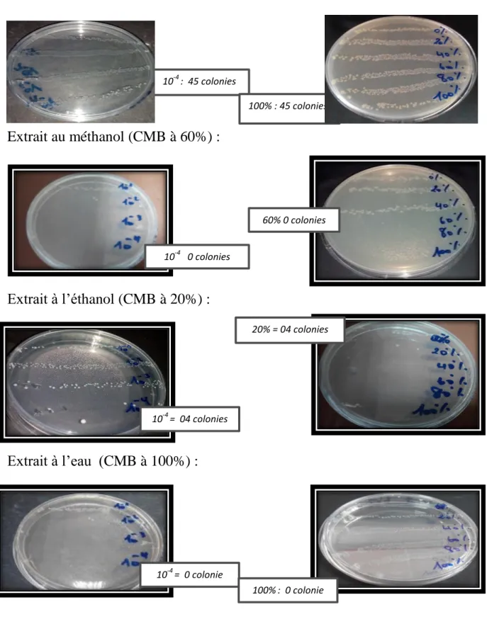 Figure 17. Concentration Minimale Bactéricides des extraits de Menthe poivrée  prélevée à Naama chez E.coli
