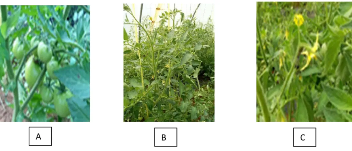 Figure 02 : Les différentes parties de la plante de tomate : A. fruits ; B. feuilles ; C