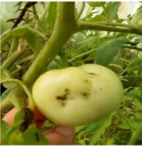 Figure 06 : Les dégâts de T. absoluta sur fruits de tomate (originale, 2017).