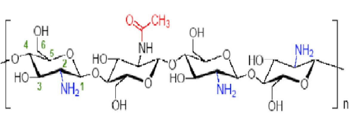 Figure 1 : Structure chimique du chitosane  (Nugraha, 2006). 