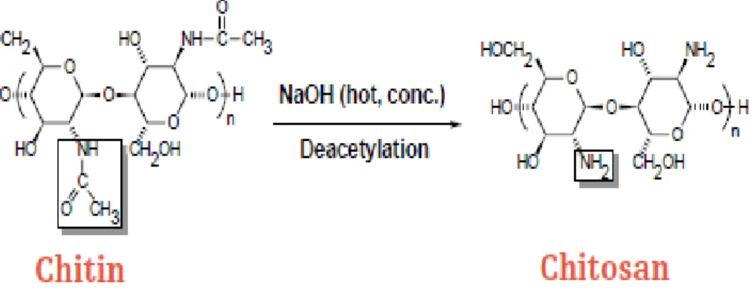 Figure 3 : Conversion de la chitine en chitosane par déacétylation (Bajaj, 2011). 