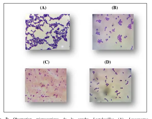 Figure  7:  Observation  microscopique  de  la  souche  Lactobacillus  (A),  Leuconostoc  (B),                       Lactocoques (C) et Enterococcus (D) après coloration de Gram (G x100)