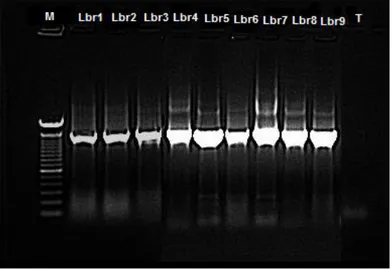 Figure 8 : Gel  d’électrophorèse  des produits  de la  PCR  des isolats  de  bactéries lactiques  isolées