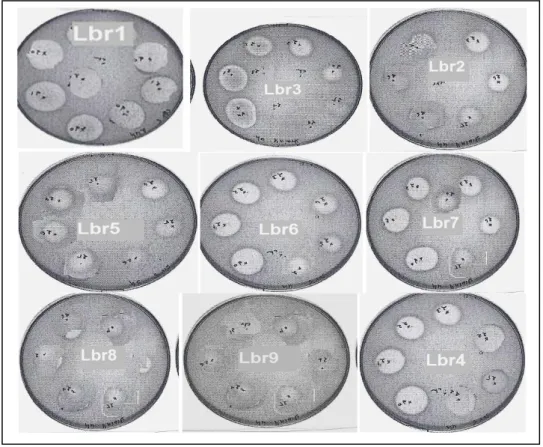 Figure 9  :  Pouvoir  antibactérien    par  la  méthode  des  spots  (spot  on  the  lawn)  des    subtilis  DSMZ10,  Escherichia  coli  CIP76.24,  Salmonella  enterica  CIP81.3,  Shewanella  putrefaciens  EU2187,   Staphylococcus  aureus  STRM,  Listeria 