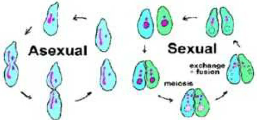 Figure 3. Mode de reproduction asexuée et sexuée.