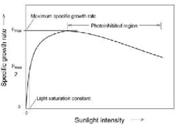 Figure 6. Activitéphotosynthétique en fonction de l'intensité lumineuse (Masojidek et al., 2004)