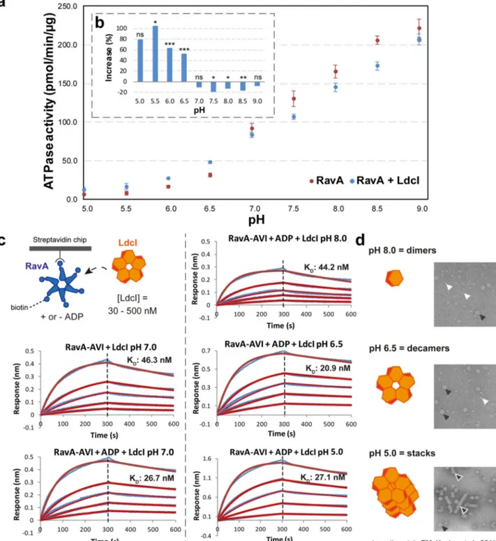 Fig. 6 Characterisation of the LdcI – RavA interaction by ATPase assays and BLI binding studies