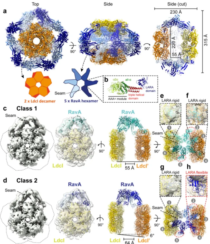 Fig. 1 Cryo-EM structure of the LdcI – RavA cage-like complex. a Pseudo-atomic model of the LdcI – RavA complex, based on ﬂ exible ﬁ tting of crystal structures of RavA (PDB ID: 3NBX) 8 and LdcI (PDB ID: 3N75) 12 