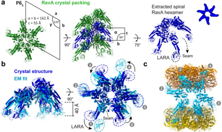 Fig. 2 Comparison between a RavA hexamer generated from the RavA crystal structure and a ﬁ t in the cryo-EM map of the LdcI – RavA complex.