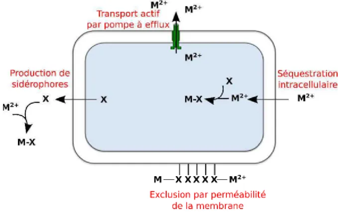 Figure  4  : Exemples de quelques mécanismes bactériens de résistances aux métaux (adapté de  Heferburg, 2007)